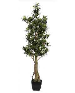 Podocarpus (kőtiszafaféle) növény, 115cm 82511522