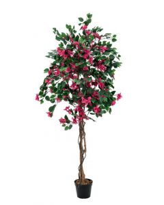 Murvafürt (Bougainvillea), magenta, 180 cm 82507056