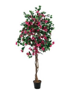 Murvafürt (Bougainvillea), magenta, 150 cm 82507055