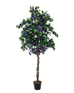 Murvafürt (Bougainvillea), levendula, 180cm 82507036