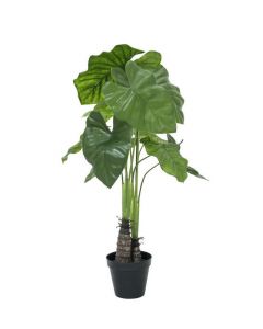 Tarkalevél (Caladium), 90 cm 82600221