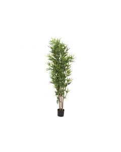 EUROPALMS Bambusz deluxe, 180cm, 82509167