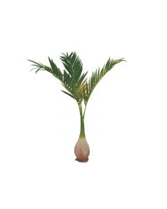 EUROPALMS Főnix pálma, 240cm, 82511353