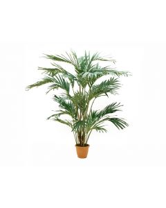 EUROPALMS Kanári Pálma, 240cm, 82511311