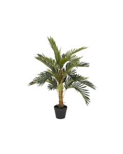 EUROPALMS Kókusz Pálma, 90cm,  82509603