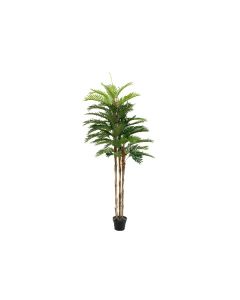 EUROPALMS Kentia pálma, 180cm, 82511367