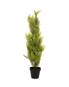 EUROPALMS Cypress, Leyland,  90cm, 82606962