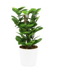 EUROPALMS Zöldellő ágak, cserépben 30cm 82502106