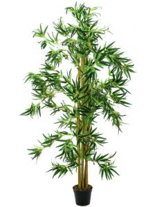 EUROPALMS - Bambusz multi törzs, cserépben 150cm 82509235