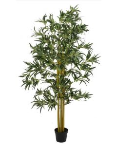 EUROPALMS - Bambusz multi törzs, cserépben 180cm 82509236