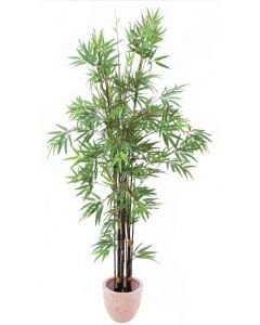 EUROPALMS Bambusz fekete törzsű, 210cm 82509246