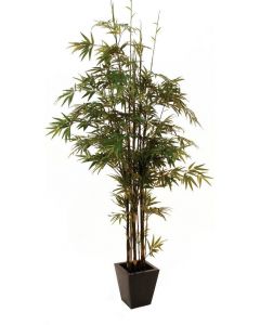 EUROPALMS Bambusz fekete törzsű, 240cm 82509247