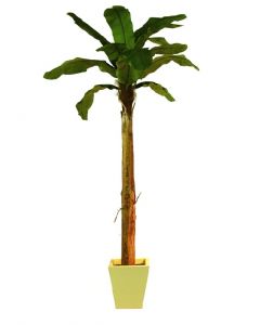 EUROPALMS Banán fa 13 leveles 270cm 82509509