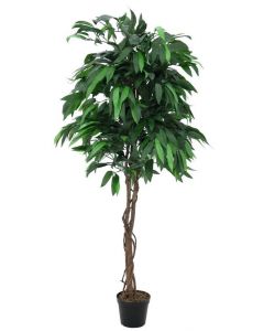 EUROPALMS Dzsungel mangó fa, 180cm 82506726