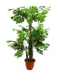 EUROPALMS Fishtail bokor, 380cm 82510963