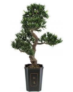 EUROPALMS Bonsai podocarpus (kőtiszaféle) növény, 80cm 82600116