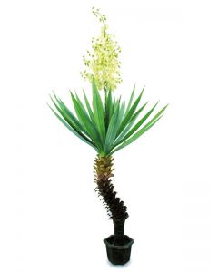 EUROPALMS Yucca pálma virágokkal, 222cm 82511167