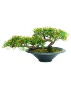 EUROPALMS Ceruza Cedar Bonsai növény, 40cm