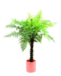 EUROPALMS Woodwardia fa, 180cm 82600152