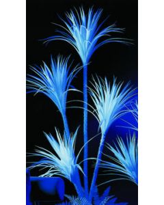 EUROPALMS UV aktív fehér Yucca pálmafa, 180cm 82708106