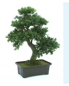 EUROPALMS Bonsai, 61 cm 82600004