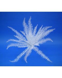 White boston fern, white, 60cm 82719137