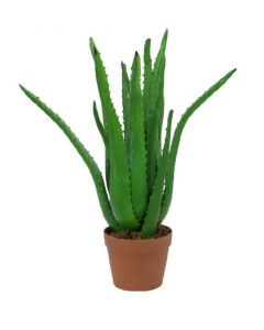 Aloe vera, 63 cm 82809112