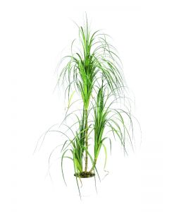 EUROPALMS Dracena bush, 160cm    82505761