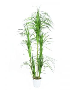 EUROPALMS Dracena bush, 215cm      82505760