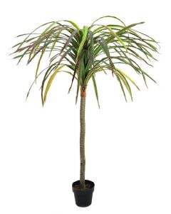 EUROPALMS Dracéna, 170cm 82505774