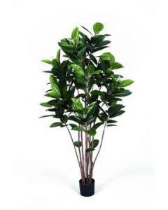 EUROPALMS Rubbertrea, 150cm    82600151