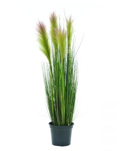 EUROPALMS Feathergras, rosé, 90cm    82505865