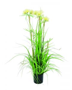 EUROPALMS Star grass, 120cm    82600124