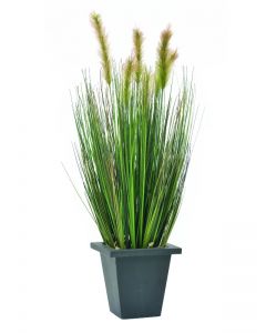 EUROPALMS Watergras in pot, 60cm   82505862