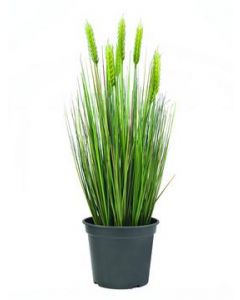 EUROPALMS Wheat "early summer", 60cm   82505866