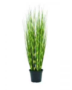 EUROPALMS Zebragras, 90cm    82505863