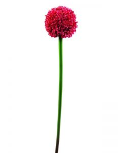 EUROPALMS Allium spray, red, 55cm      82530568
