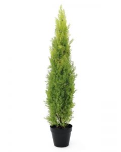 EUROPALMS Cypress, Leyland, 120cm    82606964