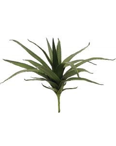 EUROPALMS Aloe vera, 50cm 82530570